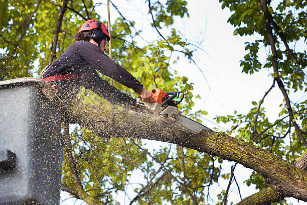 Lawn Watering Services in Cuba City, WI